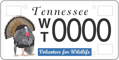 Wild Turkey License Plate