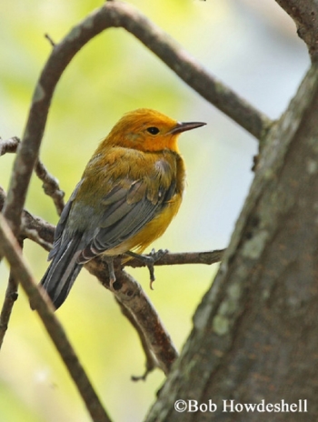 prothonotary-warbler-007