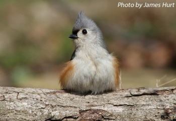 tufted-titmouse-005