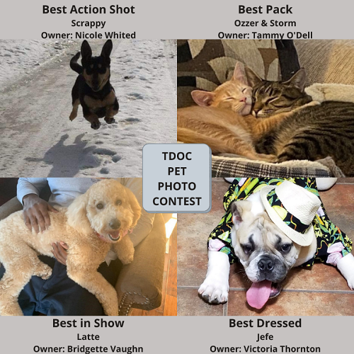 winning pet photos