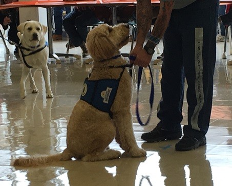 Two Dogs Photo of Two Dogs