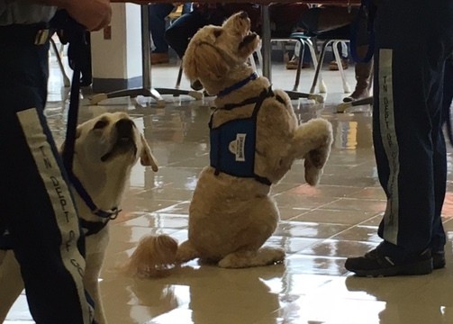 2 Dogs Training Photo of Two Dogs With Trainer
