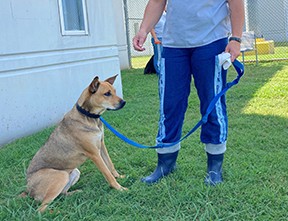 Dog with Handler Photo of Brown Dog Focused on Trainers Commands