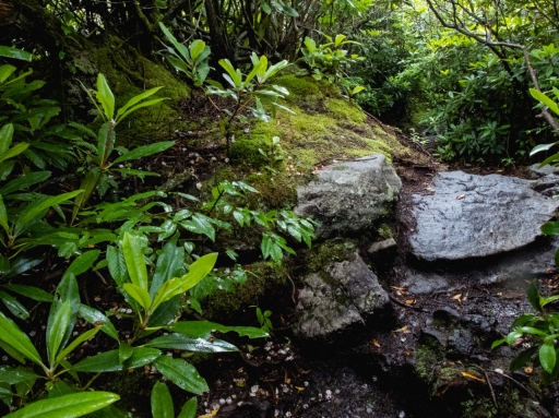 Low rhododendrons surround a small stream.