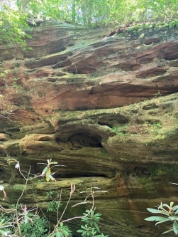 Clusters of Cumberland sandwort along a bluff above a rockhouse