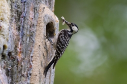 Red-cockaded Woodpecker Reintroduction Red-cockaded Woodpecker Reintroduction