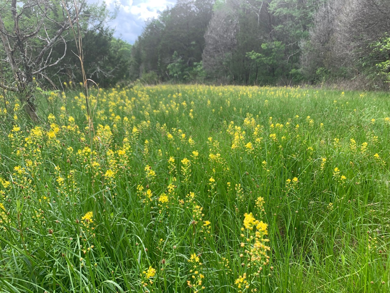 A glade of yellow flowers