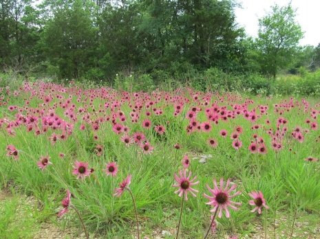 A dense patch of purple tennessee cone flower in a bright and forecast day