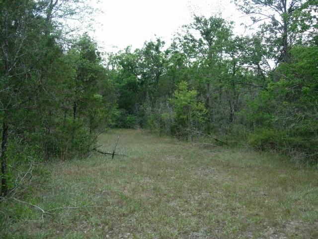 Open glade habitat surrounded by shrubs and cedar trees