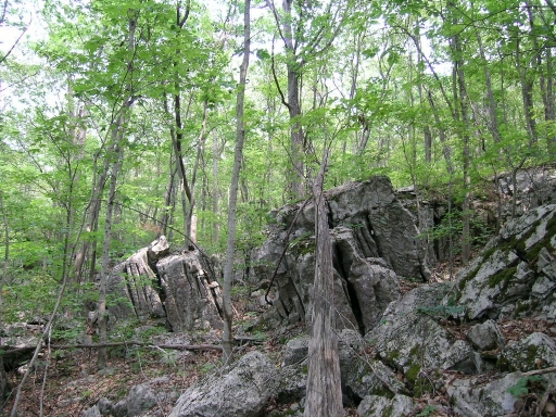 Large rocks covering a forest floor