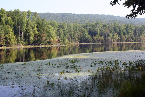 An open lake surrounded by trees
