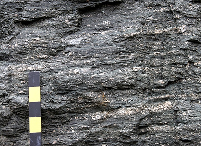 fig-4a-roadcut-exposure-of-siliclastic-mudstone fig-4a-roadcut-exposure-of-siliclastic-mudstone