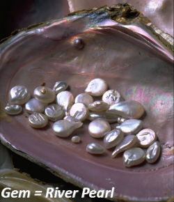 State gem: river pearl State gem: river pearl