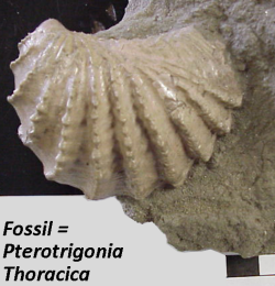 State fossil: Pterotrigonia (Scabrotrigonia) thoracica State fossil: Pterotrigonia (Scabrotrigonia) thoracica