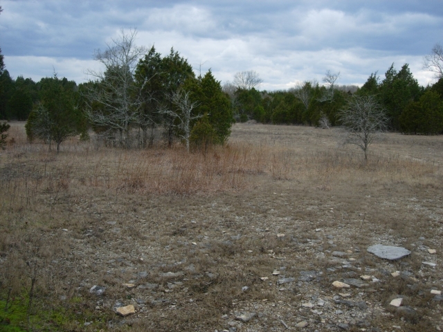 Open cedar glade habitat at Elsie-Quaterman SNA with cedar trees in background