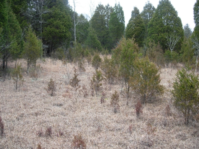 Glade opening with cedar trees on the grassland edge