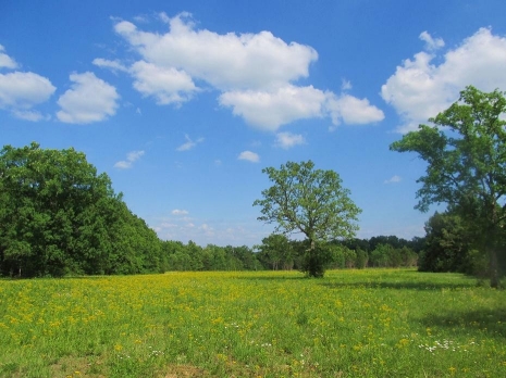 Sunny day with an open field and sparse deciduous trees on the background at Flat Rock SNA