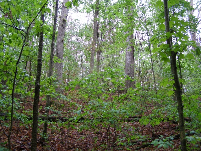 Forest of deciduous trees during summer at Hill Forest