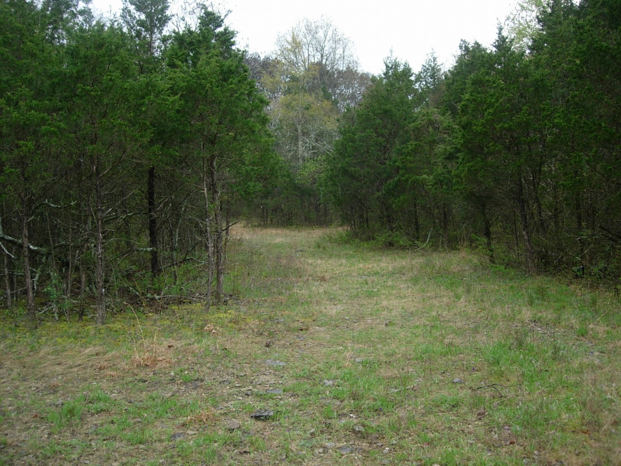 Open glade habitat at Jon and Hester Natural Area with cedar trees in background