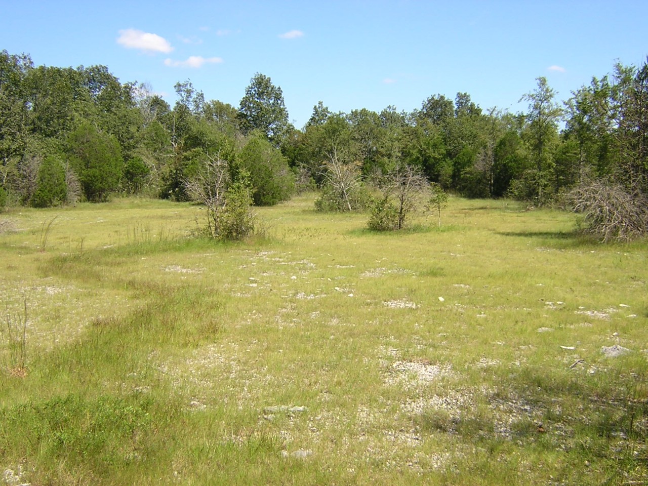 Sunny day in an open glade habitat with line of cedar trees on background