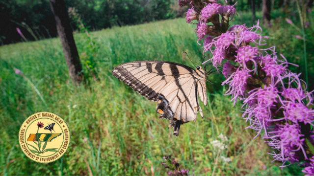 A tiger swallowtail butterfly on a purple wildflower