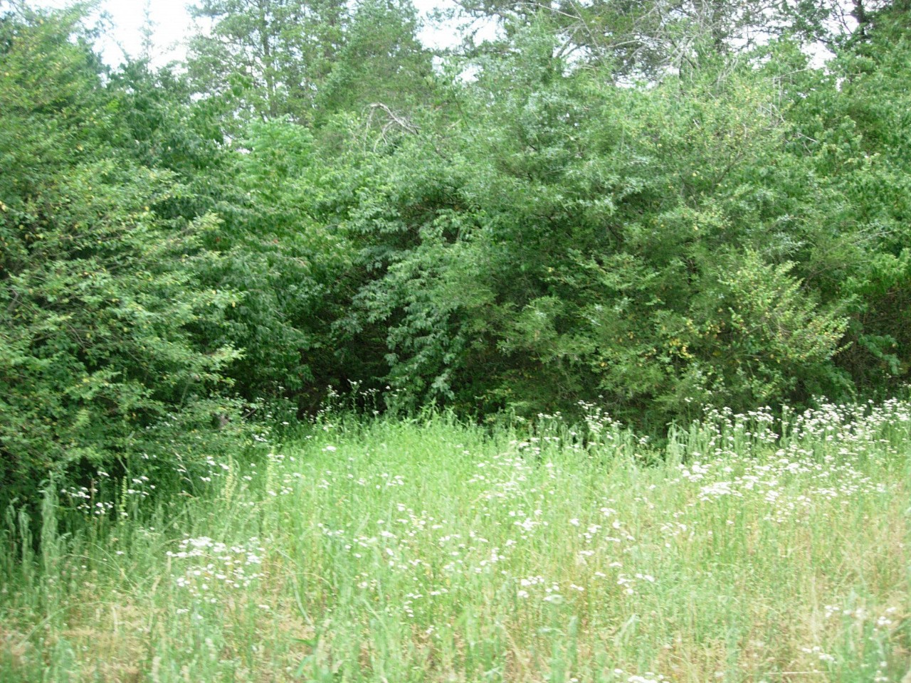 A grassy opening at Morrison Meadow with wildflowers and evergreen trees enclosing the spot