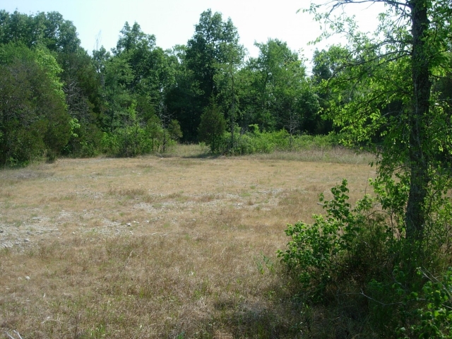 Open glade habitat with cedar trees at Overbridge