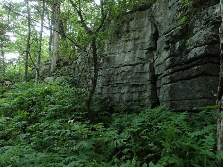 A stone wall with ferns surrounding its base