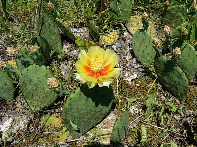 A yellow and orange cactus flower in a cedar glade