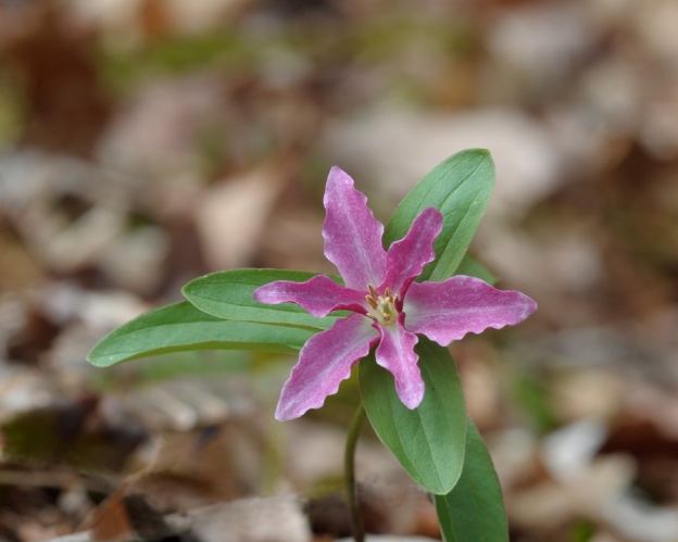 A small pink flower