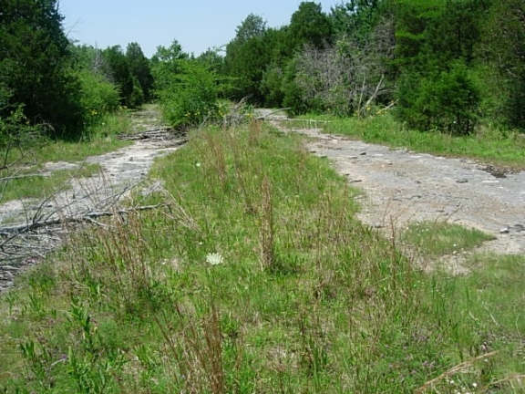 A rocky barren with eastern red cedars at its margins
