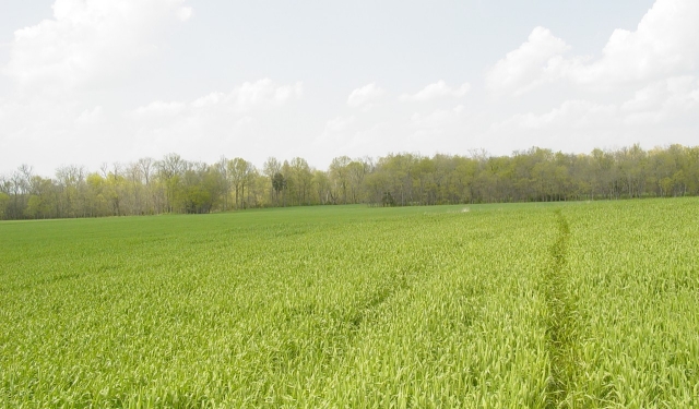 An open agricultural field