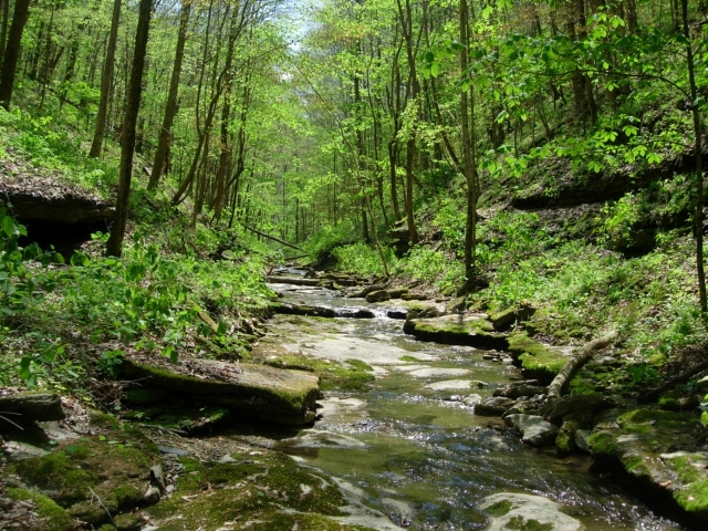 A river passes through a forest with steep vegetated banks