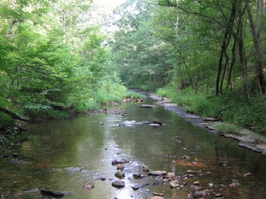 A river lined with trees and low shrubs at Auntney Hollow