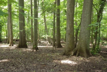 A bottomland hardwood forest with large trees