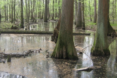 A bottomland hardwood forest of large trees surrounded by standing water