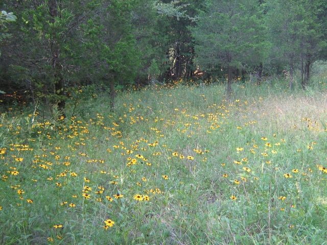 Yellow wildflowers in an open grassy area