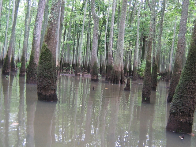 Inundated floodplain at the Ghost River