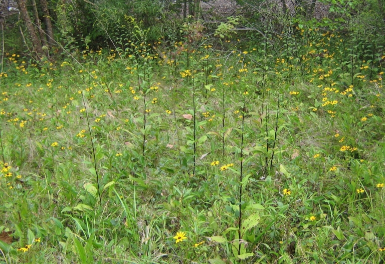 Open grassland with yellow flowers