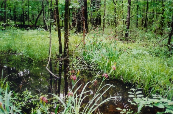 Lucius Burch SNA landscape of creek passing through an open woodland