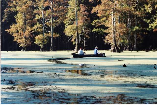 Two people fishing from a boat in a cypress-lined lake at Meeman-Shelby