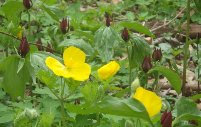 Yellow wildlflower at Old Forest SNA