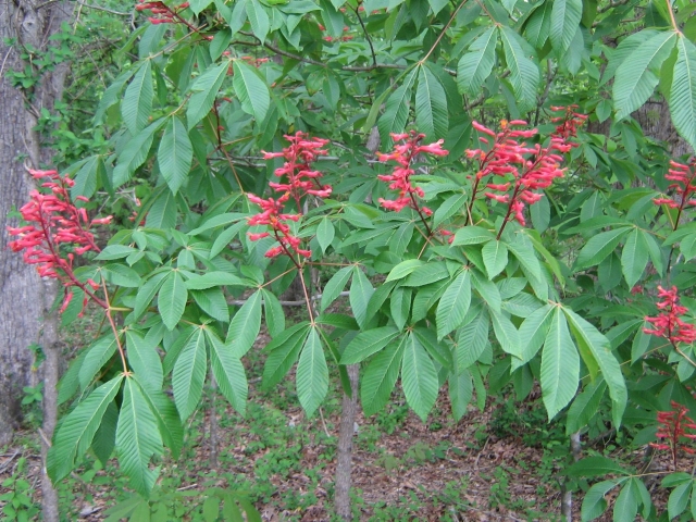 A tree with red flowers