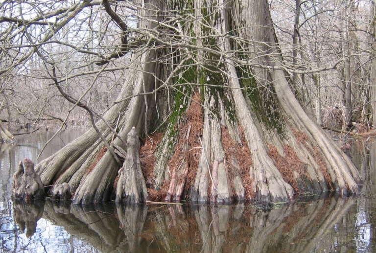 A large cypress trunk surrounded by water