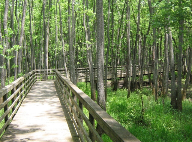 A boardwalk passes through green, wet woods