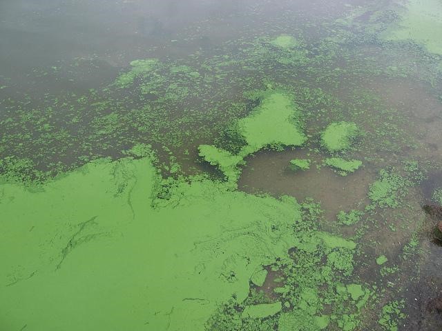 USGS Harmful Algal Bloom Photo USGS Harmful Algal Bloom Photo