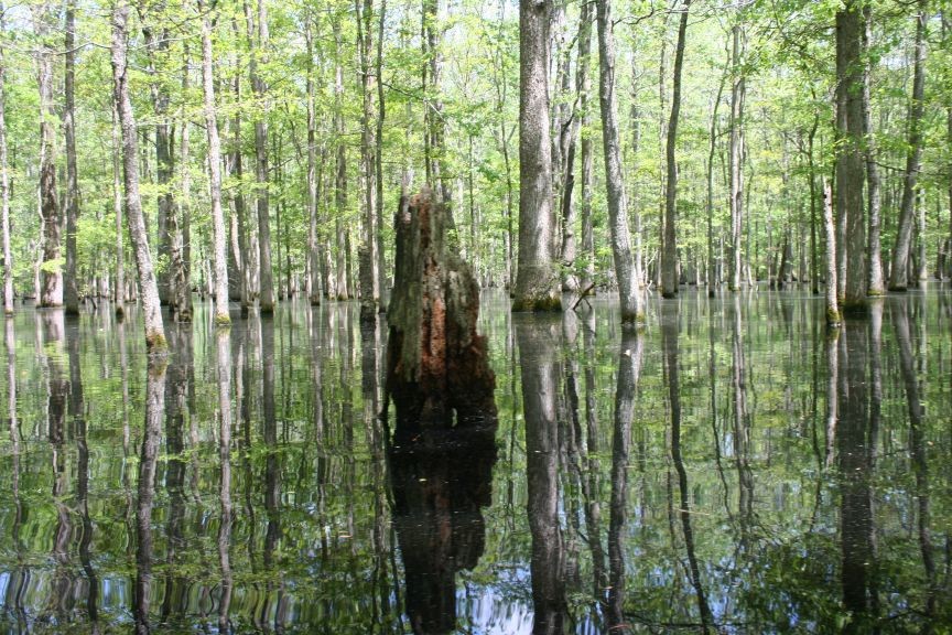 wr_wetlands_picture2 wr_wetlands_picture2