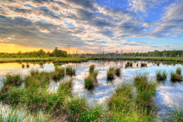 Wetland Image 1 Wetland Image 1