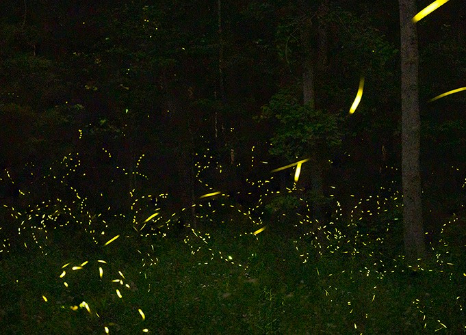 Theresa Montgomery's, Synchronous Fireflies Theresa Montgomery's, Synchronous Fireflies