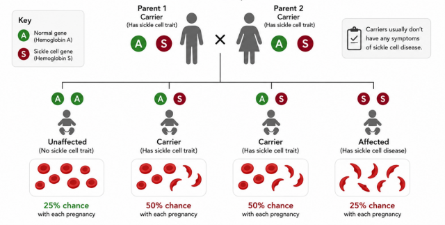 SickCellTrait Infographic of sickle cell disease inheritance pattern.
